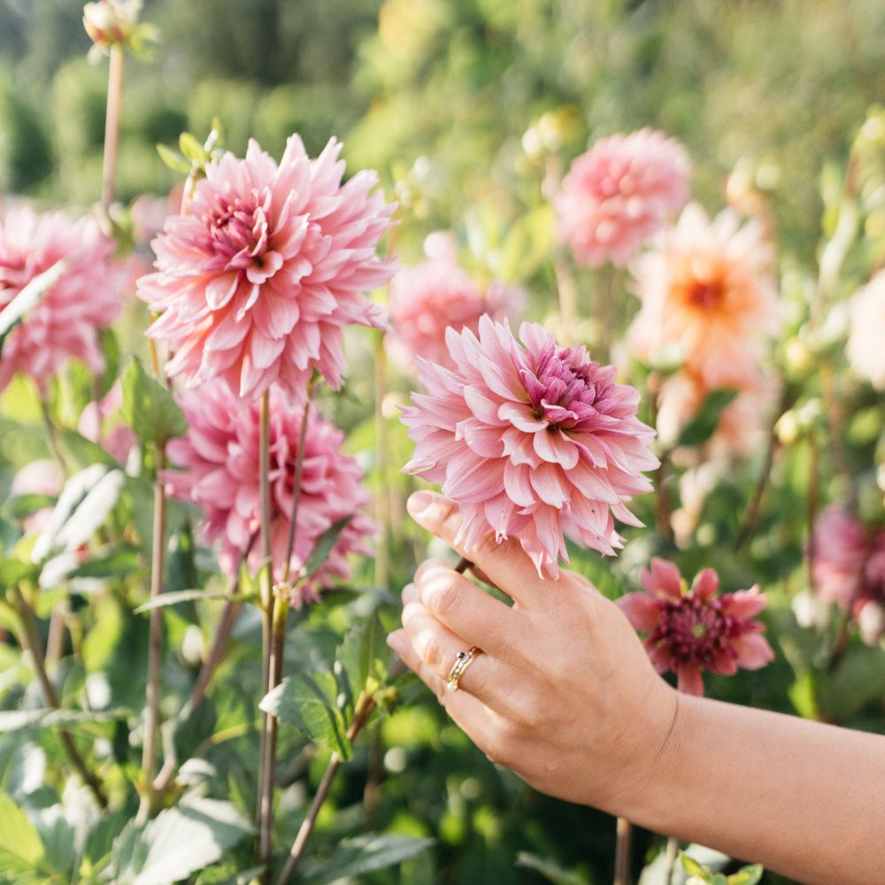 Dahlia 'La Belle Epoque'