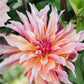 Dahlia 'Labyrinth'