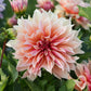 Dahlia 'Labyrinth'
