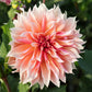Dahlia 'Labyrinth'