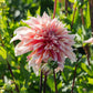 Dahlia 'Labyrinth'