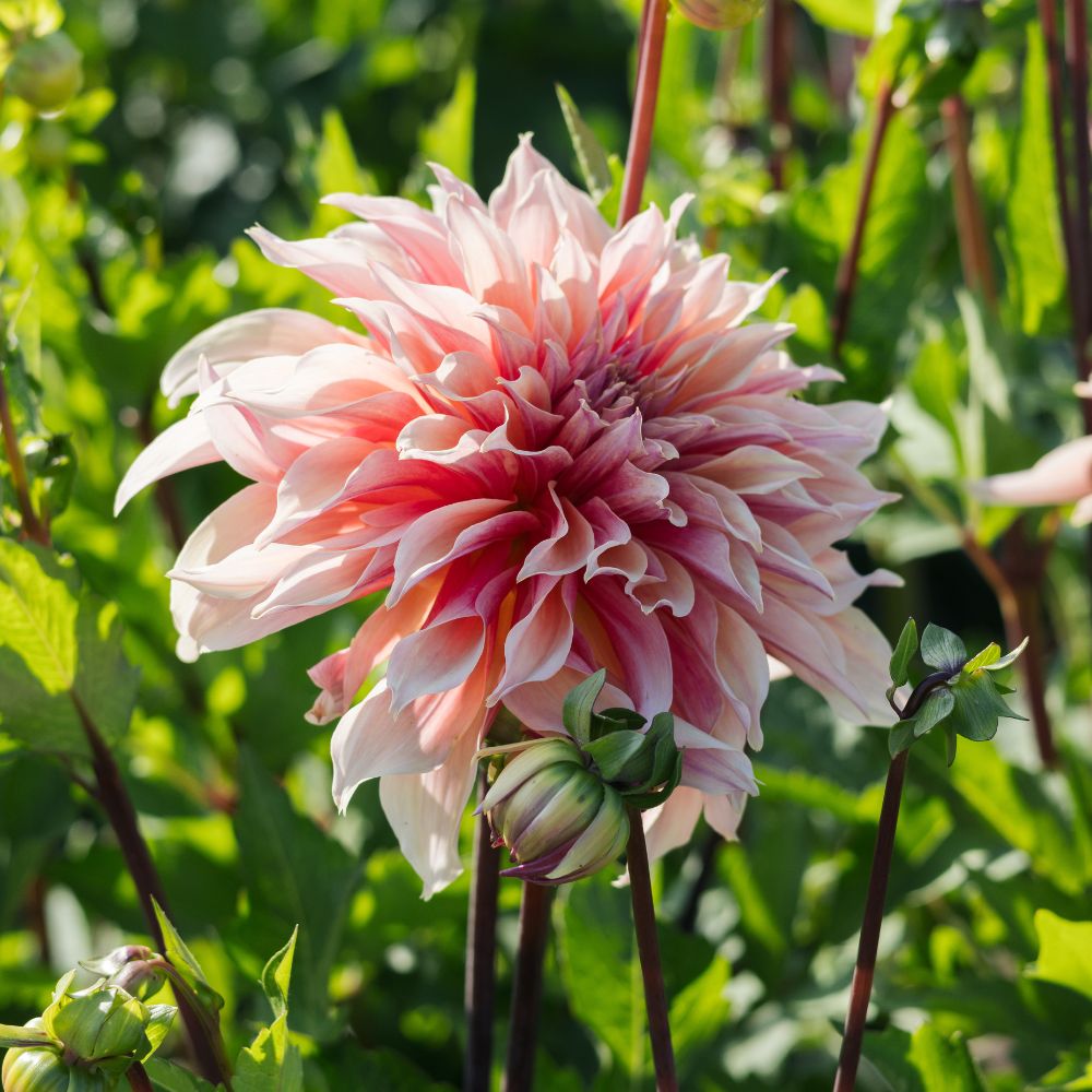 Dahlia 'Labyrinth'