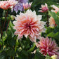 Dahlia 'Labyrinth'