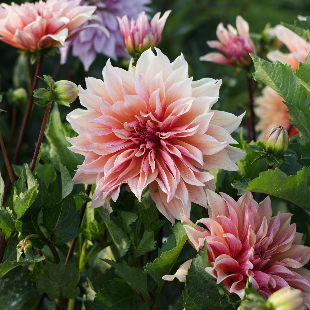 Dahlia 'Labyrinth'