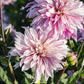 Dahlia 'Labyrinth Twotone'