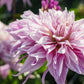 Dahlia 'Labyrinth Twotone'