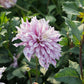 Dahlia 'Labyrinth Twotone'