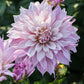 Dahlia 'Labyrinth Twotone'