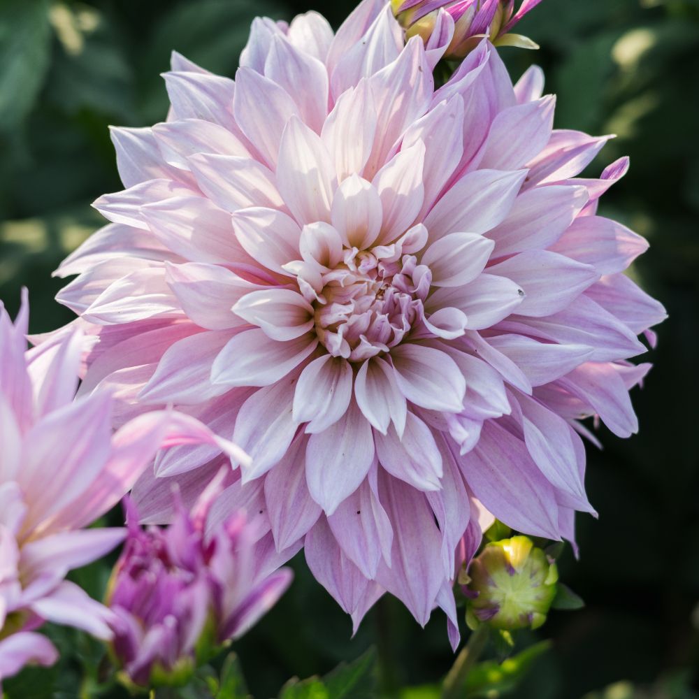 Dahlia 'Labyrinth Twotone'