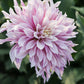 Dahlia 'Labyrinth Twotone'