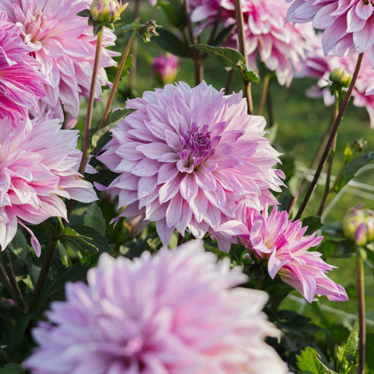 Dahlia 'Labyrinth Twotone'