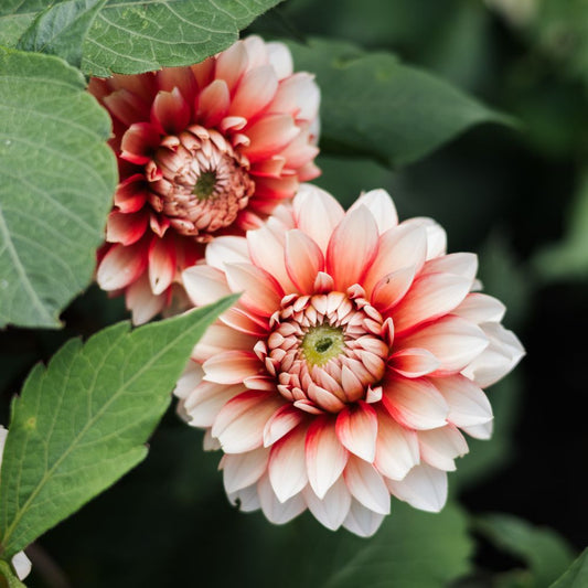 Dahlia 'Larry's Love' BIO