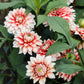 Dahlia 'Larry's Love' BIO