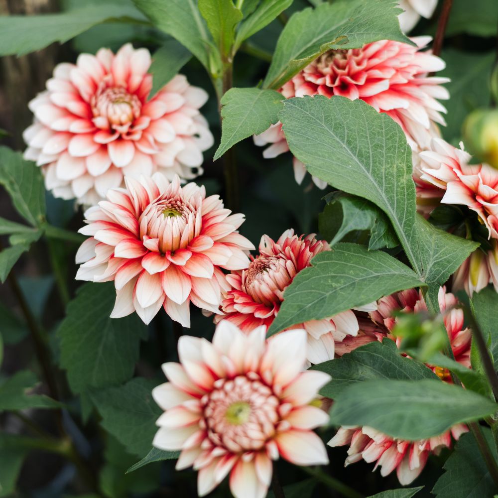 Dahlia 'Larry's Love' BIO