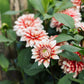 Dahlia 'Larry's Love' BIO