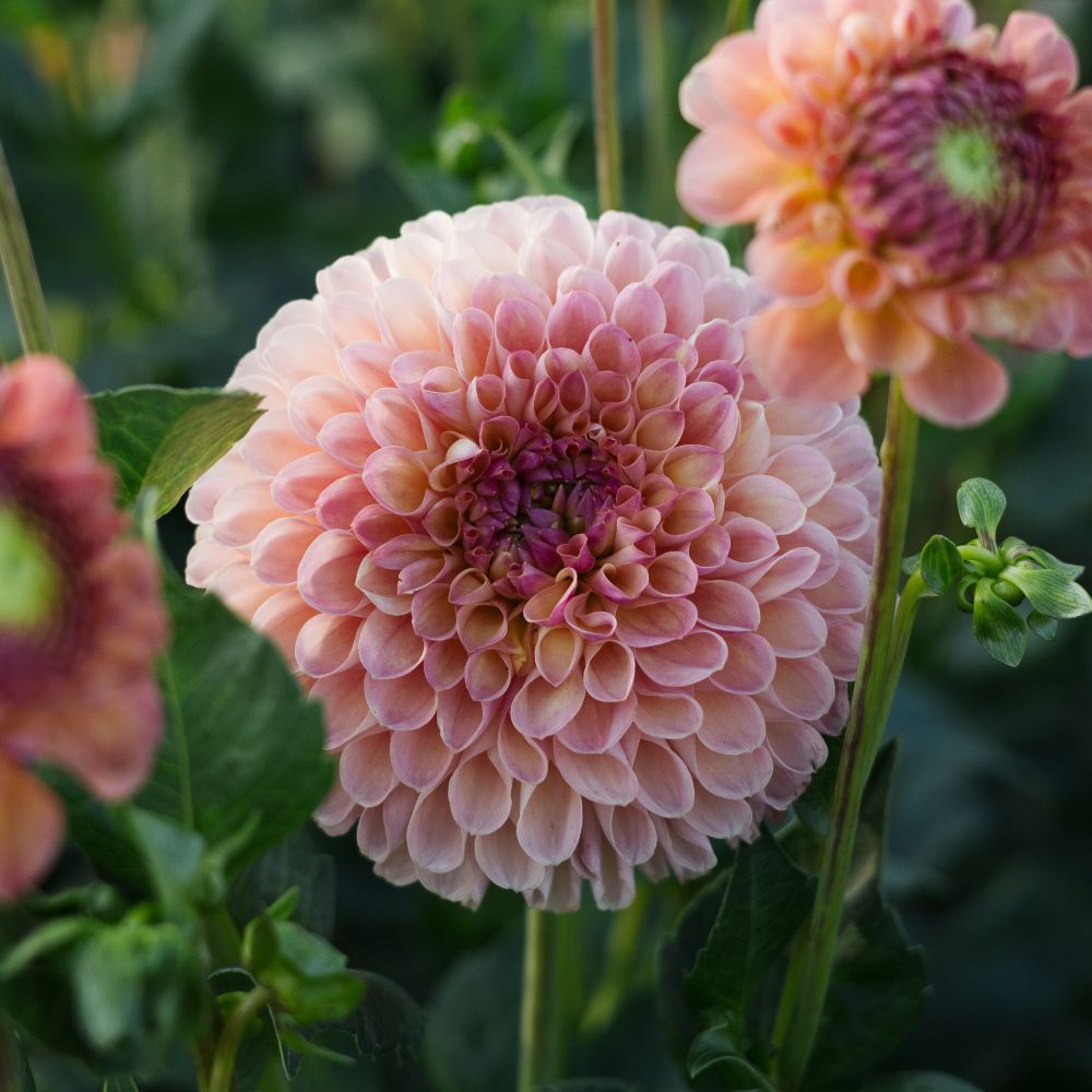 Dahlia 'LATE'