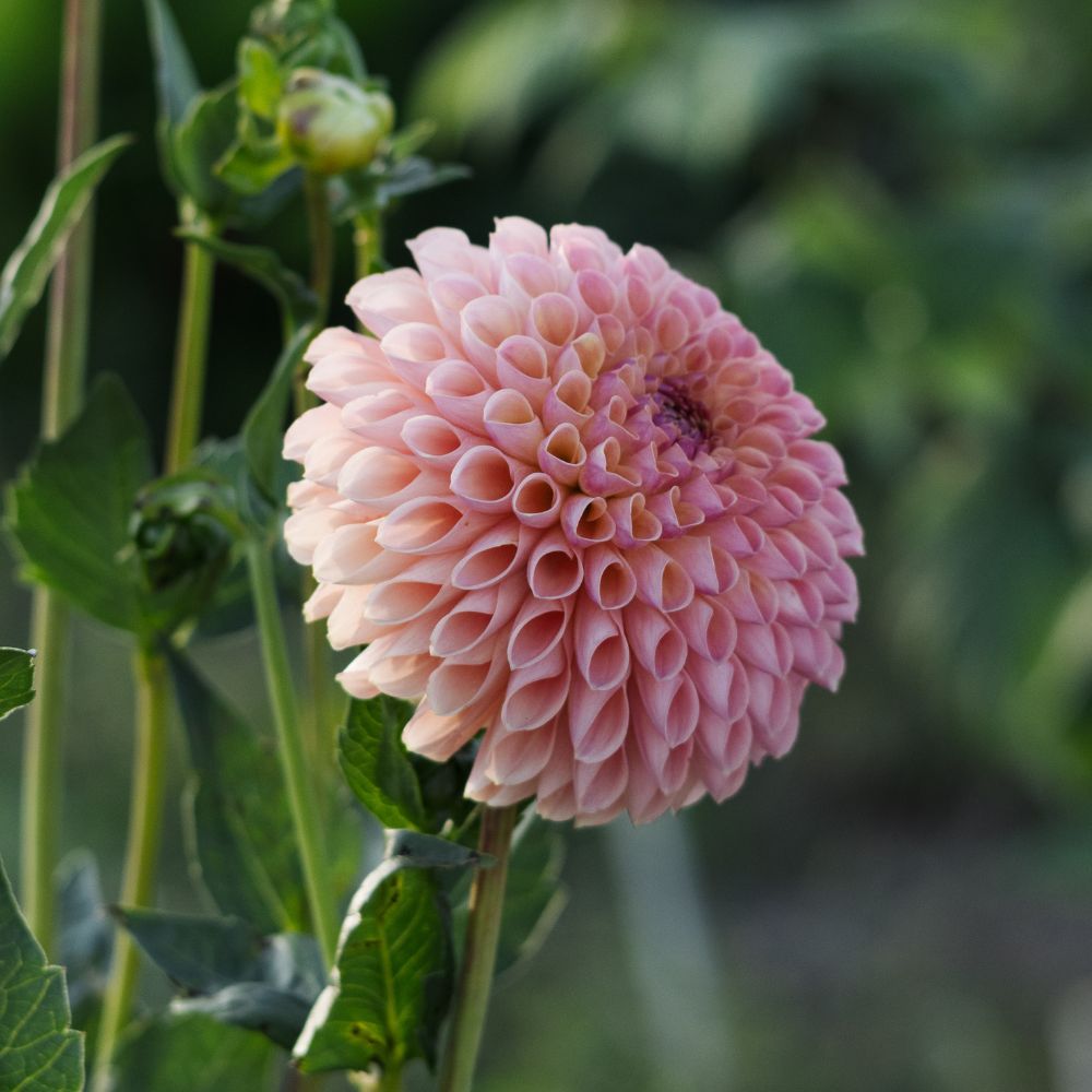 Dahlia 'LATE'