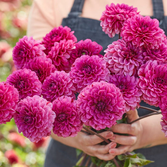 Dahlia 'Laughing Lizza'