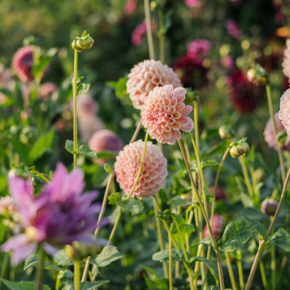 Dahlia 'Linda's Baby'