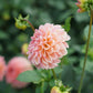 Dahlia 'Linda's Baby'