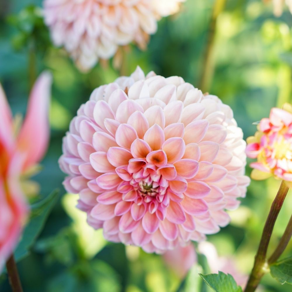 Dahlia 'Linda's Baby'