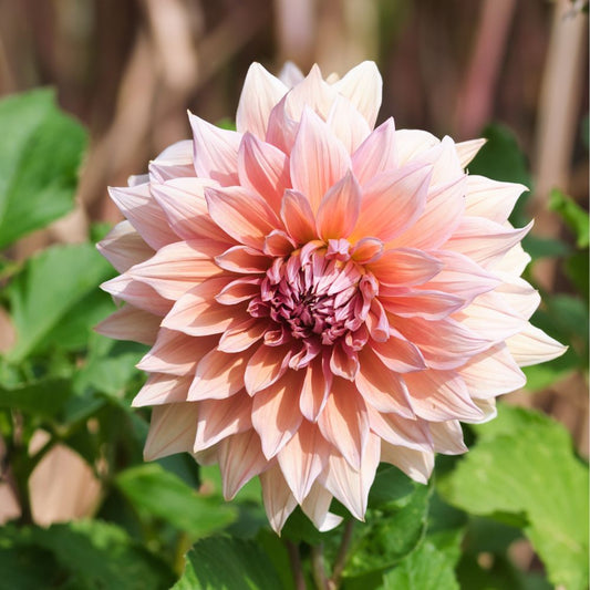 Dahlia 'Mango Madness'