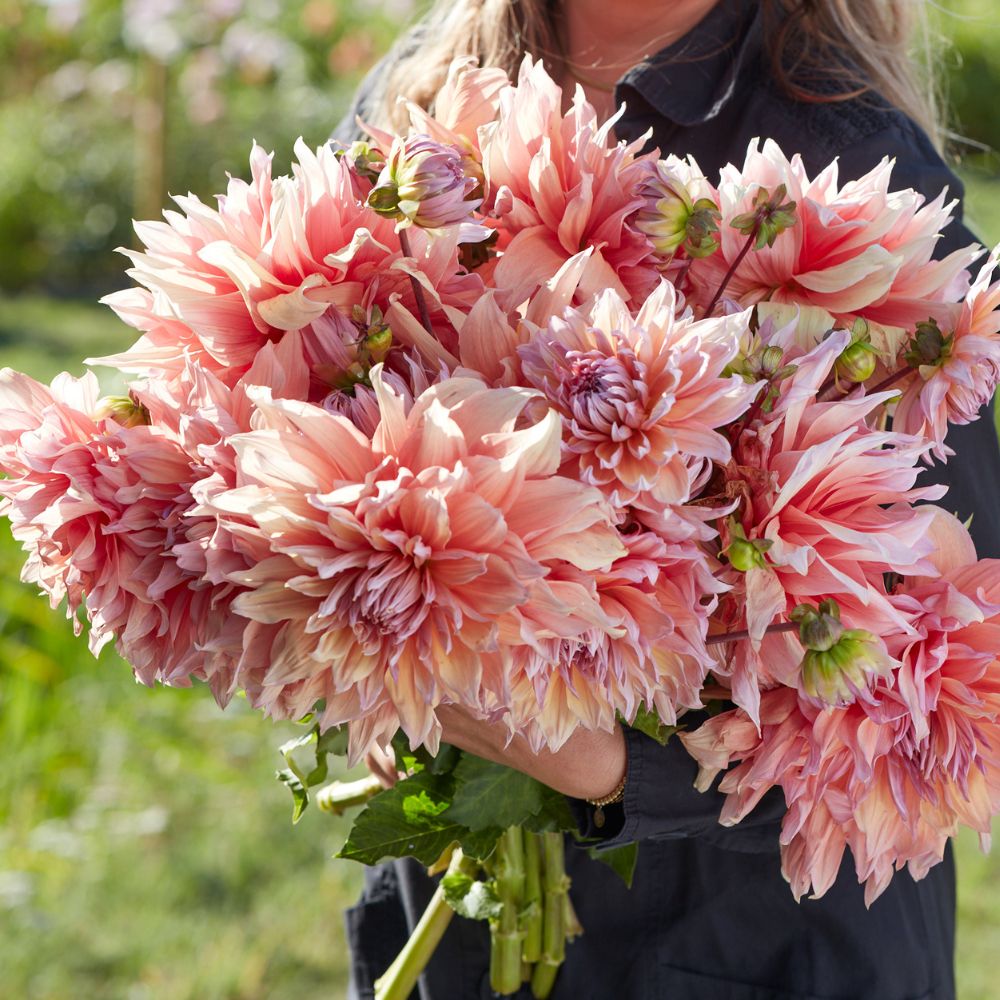 Dahlia 'Mango Madness'