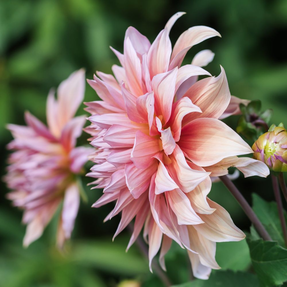 Dahlia 'Mango Madness'