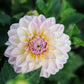 Dahlia 'Maya'