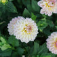 Dahlia 'Maya'