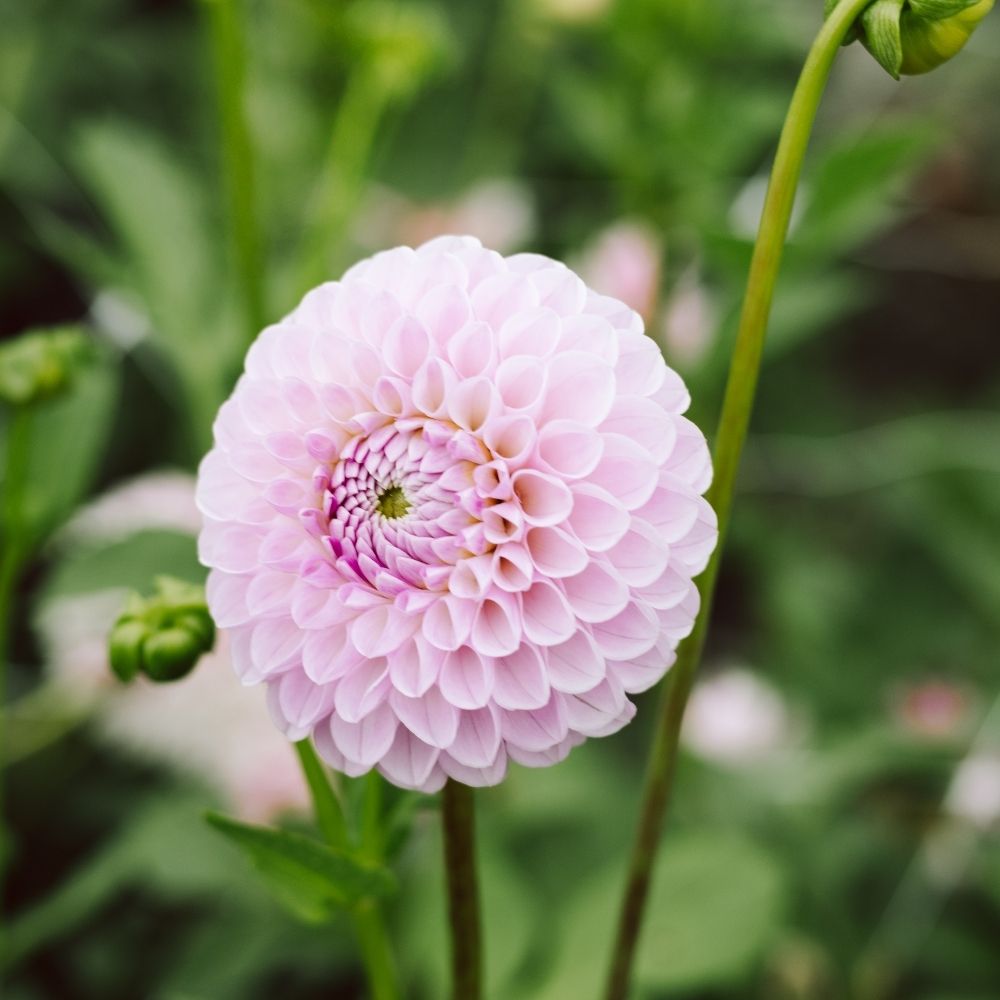 Dahliabundel 'Best of Purple'