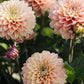 Dahlia 'Melody Allegro'