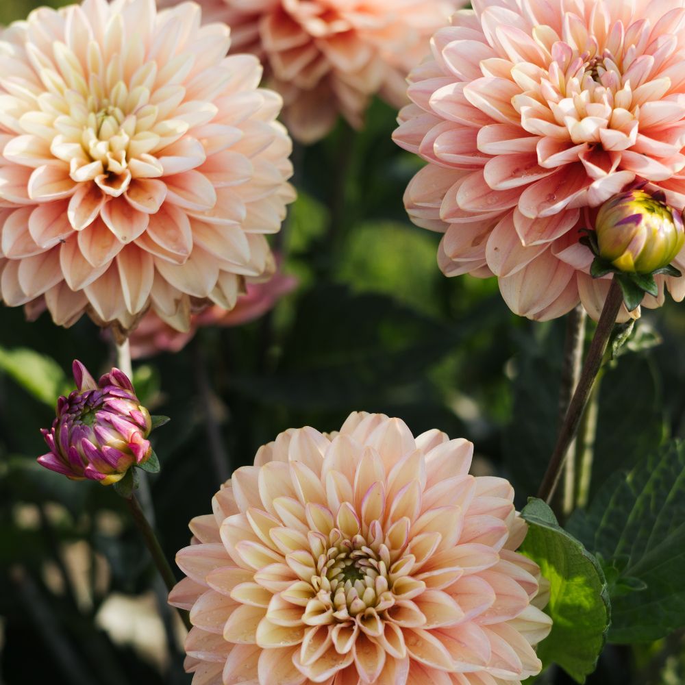 Dahlia 'Melody Allegro'