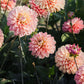 Dahlia 'Melody Allegro'