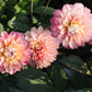 Dahlia 'Melody Allegro'