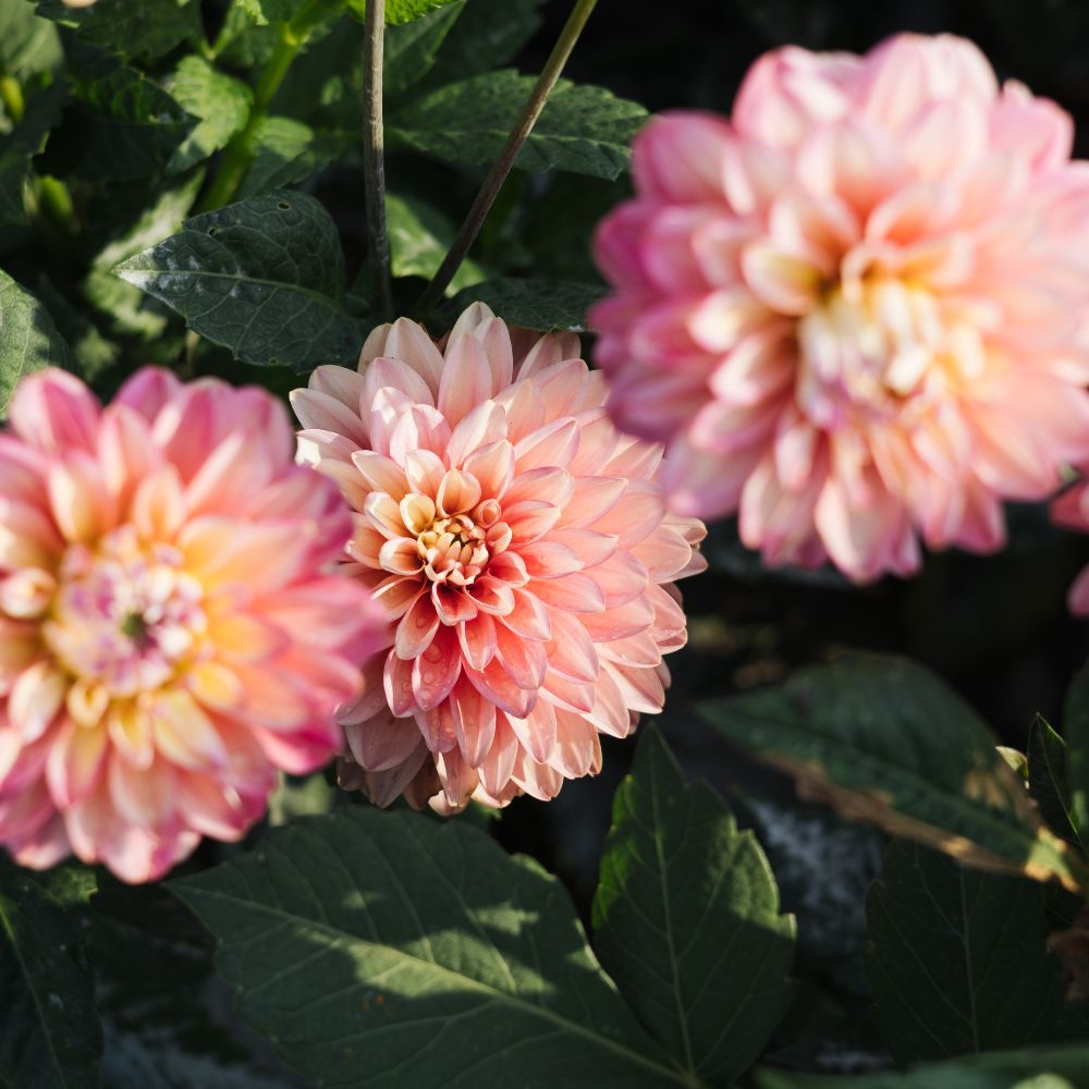 Dahlia 'Melody Allegro'