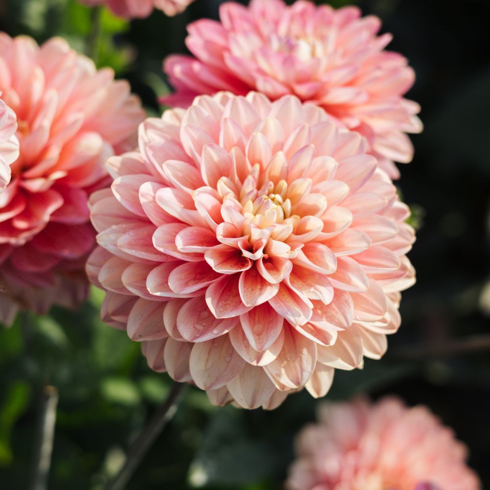Dahlia 'Melody Allegro'