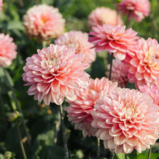 Dahlia 'Melody Allegro'