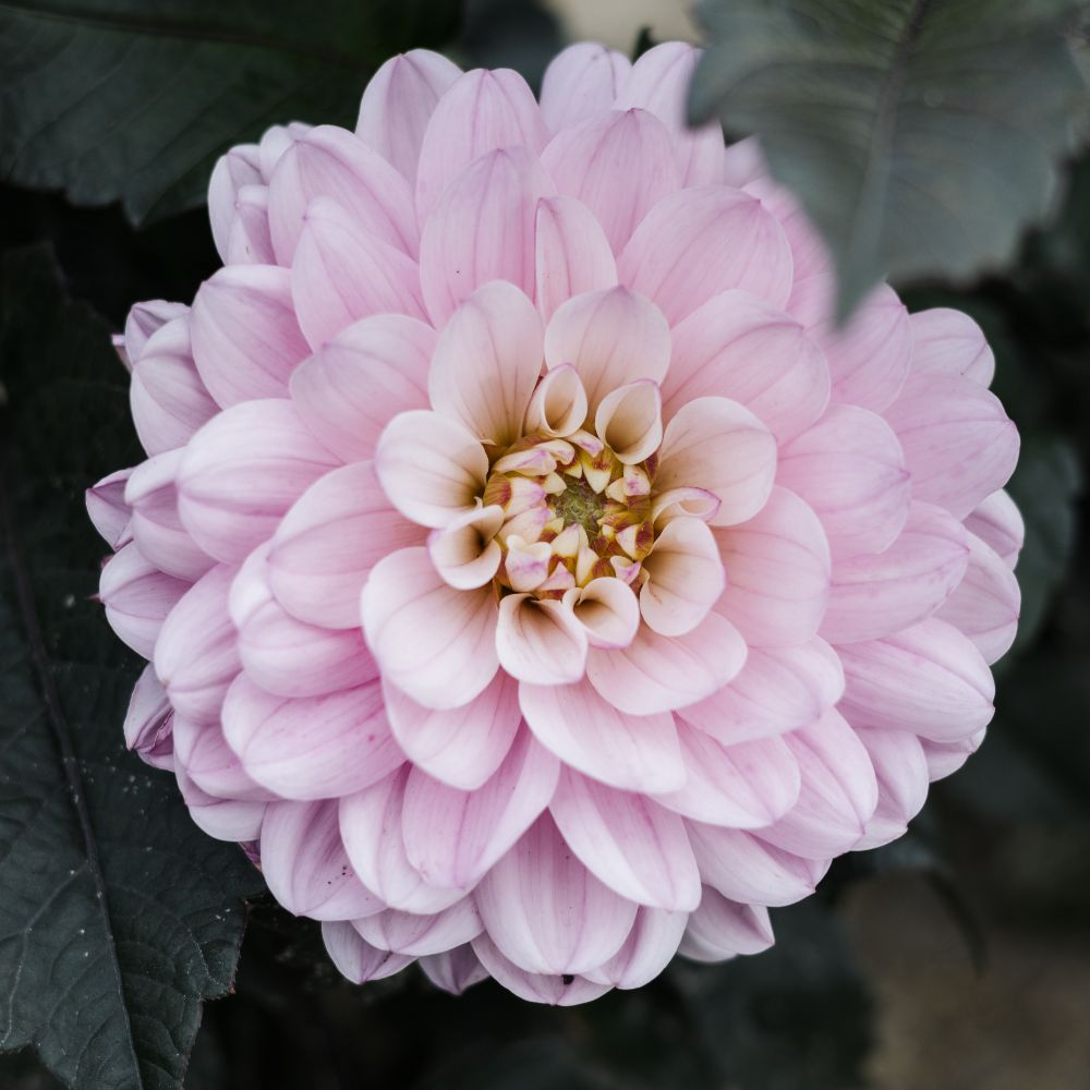 Dahlia 'Melody Harmony'