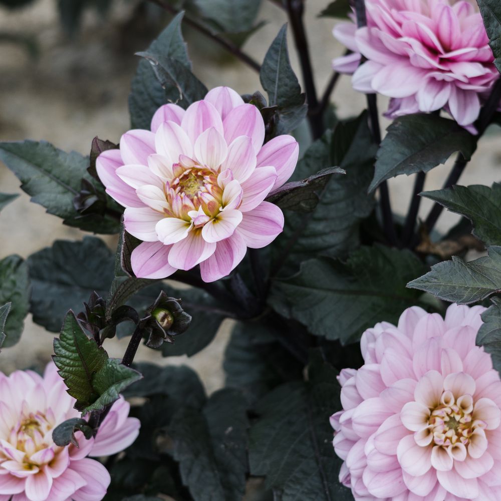 Dahlia 'Melody Harmony'