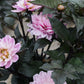 Dahlia 'Melody Harmony'