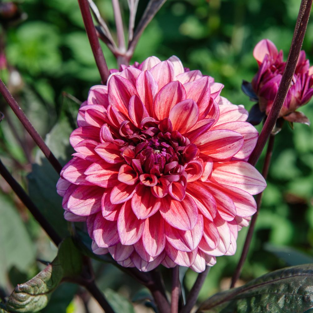 Dahlia 'Molly Raven'