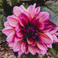 Dahlia 'Molly Raven'