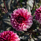 Dahlia 'Molly Raven'