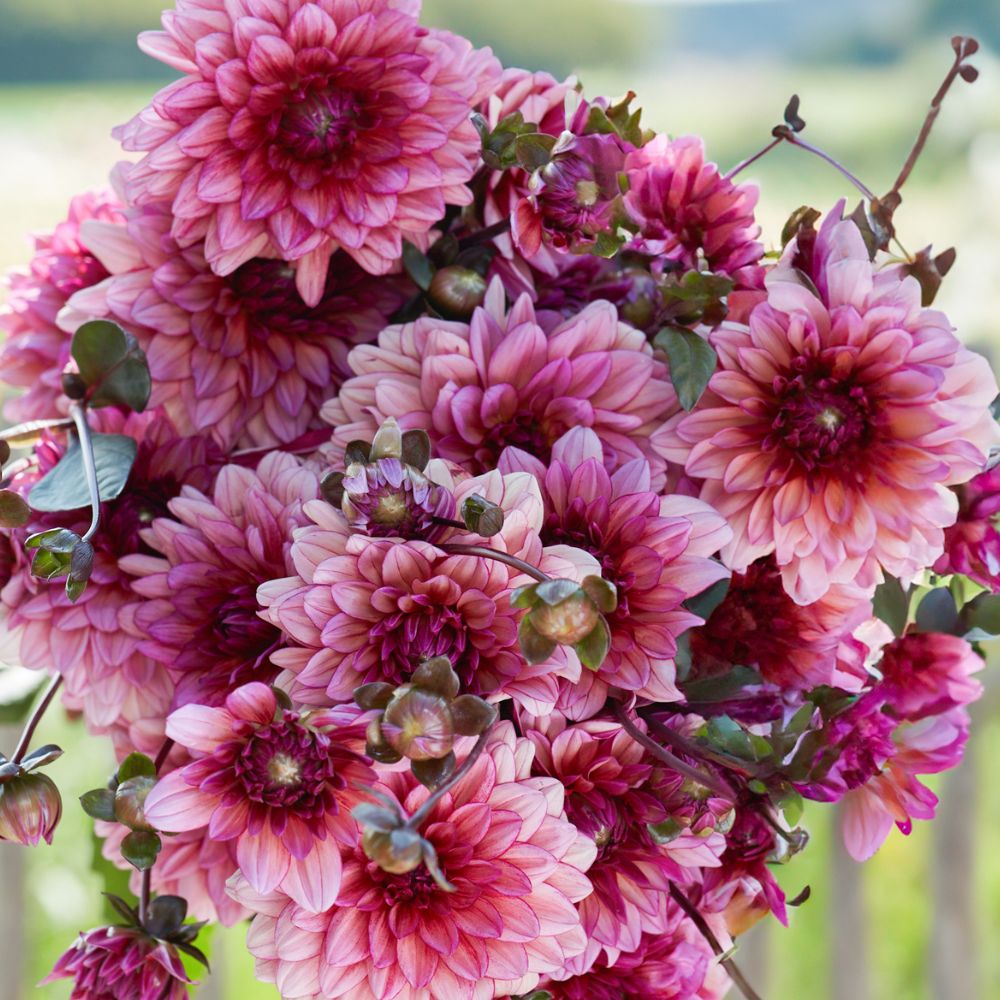 Dahlia 'Molly Raven'