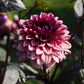 Dahlia 'Molly Raven'