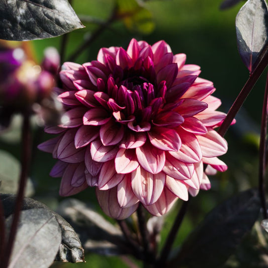 Dahlia 'Molly Raven'