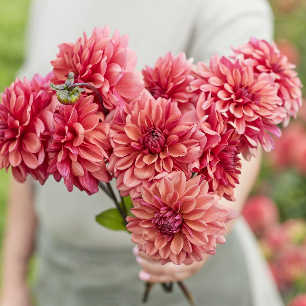 Dahlia 'Negroni Sunset'