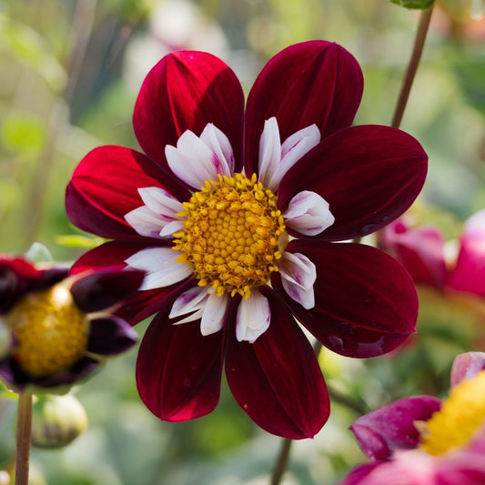 Dahlia 'Night Butterfly'