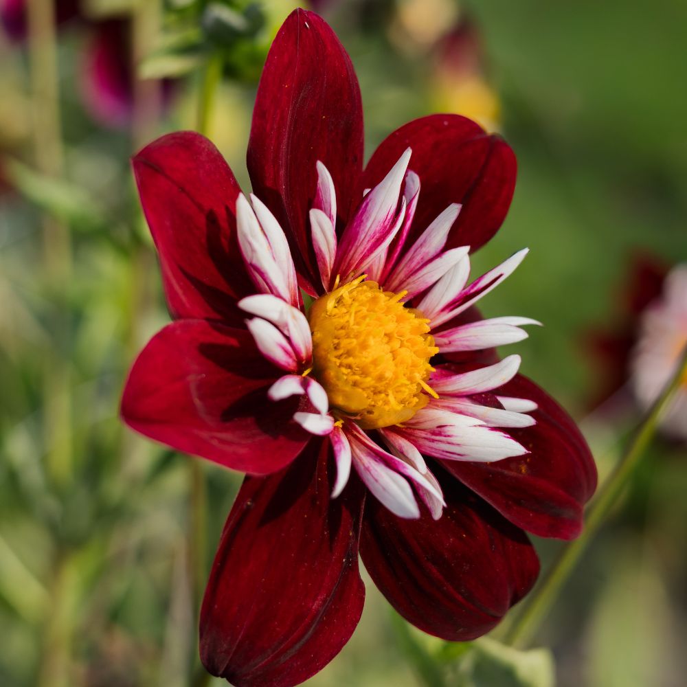 Dahlia 'Night Butterfly'